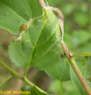 blad bovenkant Pruimenviltmijt (eriophyes distinguendus)